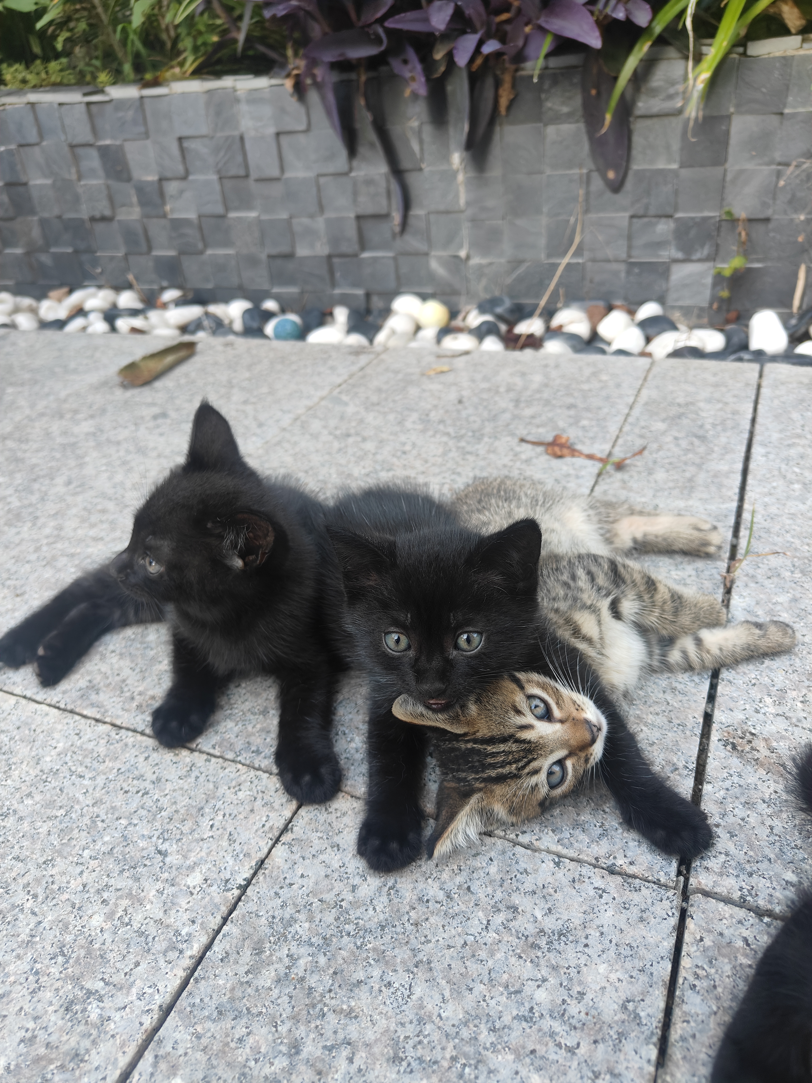 黑虎斑3只，金虎斑1只，自家猫生